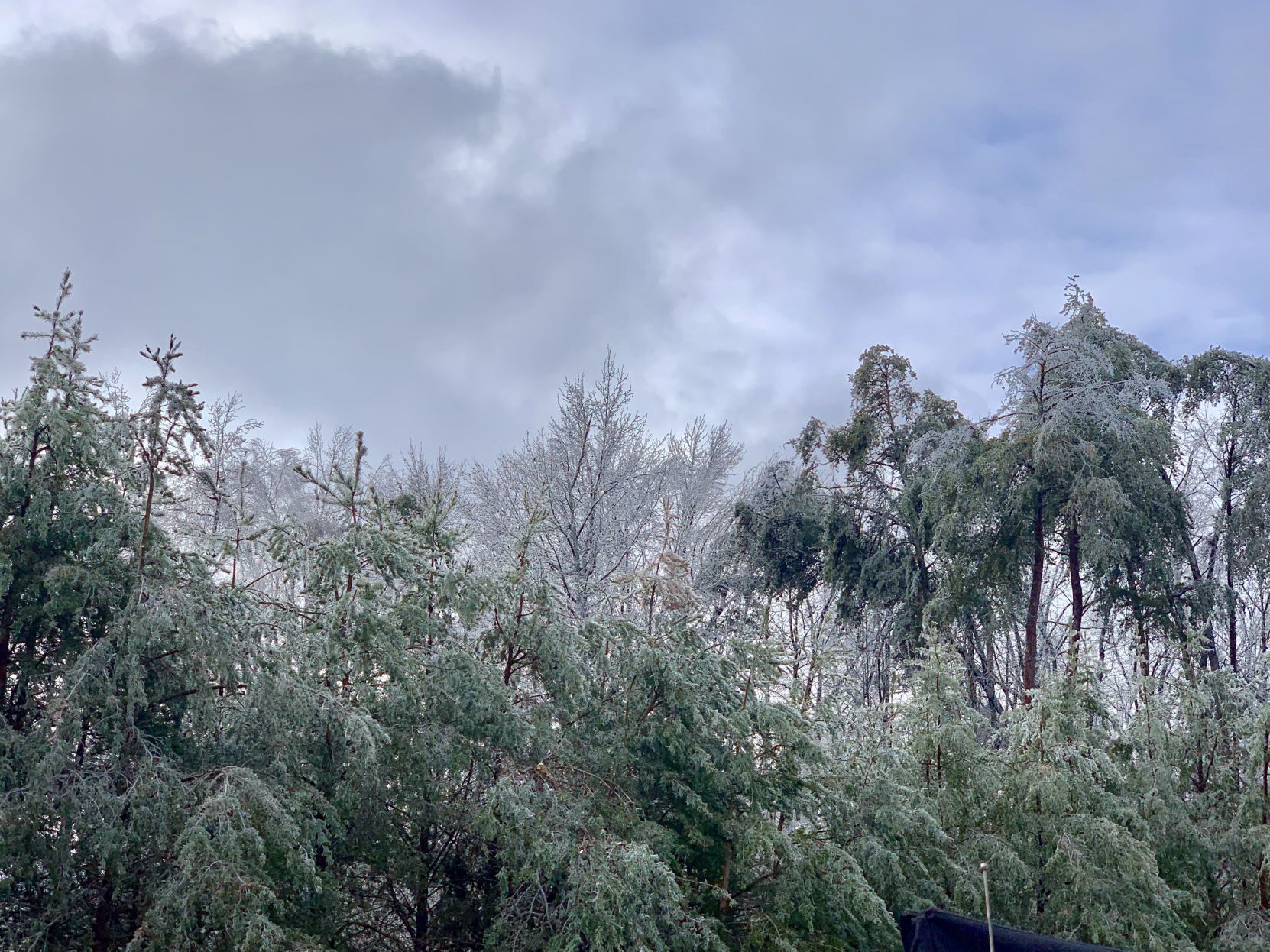 Icy treetops
